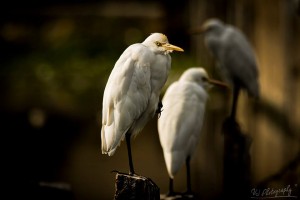 Cattle Egret (உண்ணிக் கொக்கு